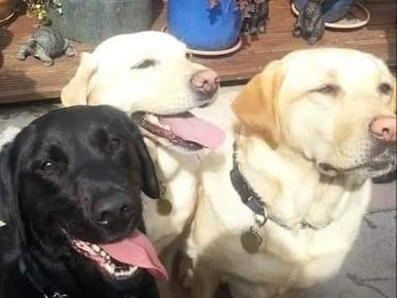 Name A Pup Blackpool’s guide dogs, Millie, Nellie and Tillie