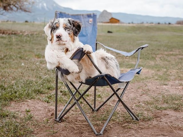 Here's some breaks you can take locally with your four-legged friends