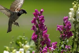 The house sparrow remained the most common garden bird for the 18th year running during the RSPB Big Garden Birdwatch 2021. Photo: Prakash Mathema/AFP - Getty Images