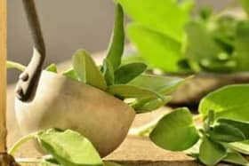 Sage