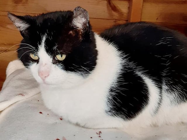 FIV+ stray Ted was picked up last week