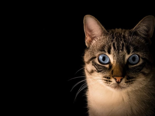 The cats, of different breeds, displayed mild to severe respiratory signs