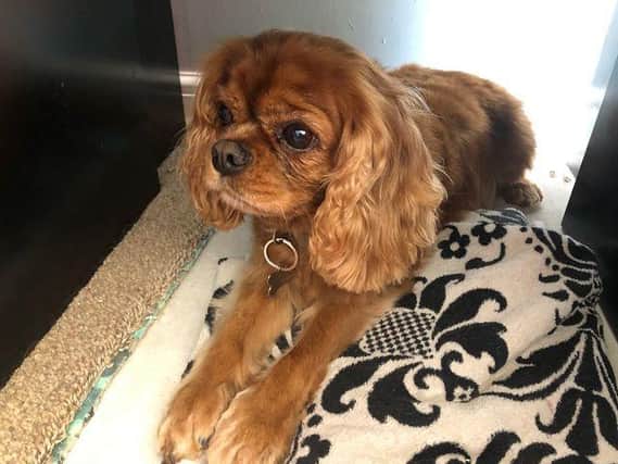Eight-year-old Ruby, the Motley family's beloved Cavalier King Charles Spaniel