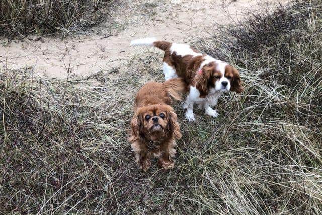 Ruby (left) enjoying a walk on the beach at St Annes