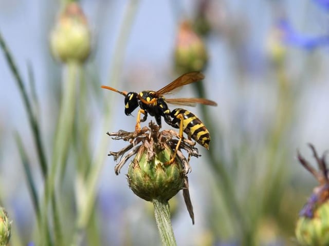 Wasps deserve to be valued as much as bees