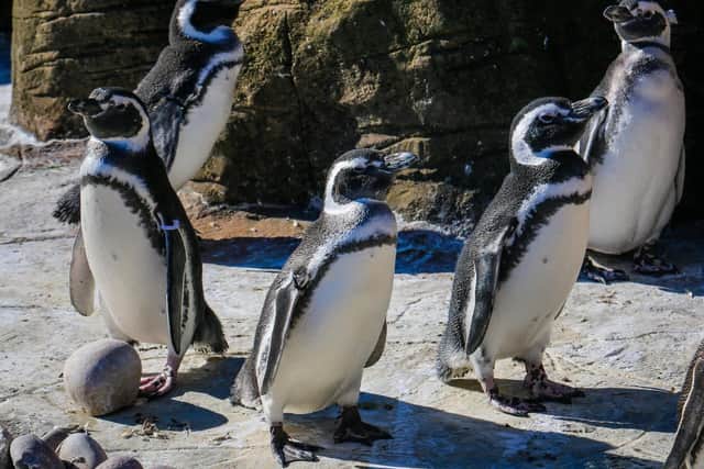 To maintain social distancing, Blackpool Zoo is limiting the number of people in the zoo at any one time.