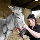 Claire Farnsworth giving Trooper a haircut as the donkeys prepare for their Blackpool summer season.