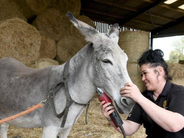 Claire Farnsworth giving Trooper a haircut as the donkeys prepare for their Blackpool summer season.