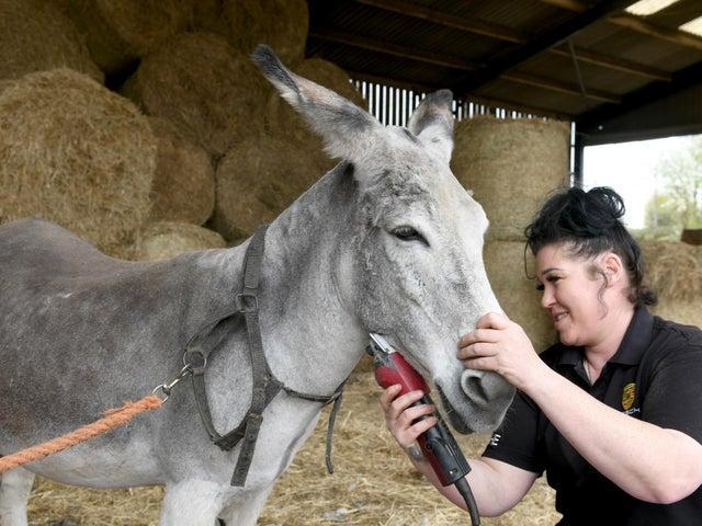 Claire Farnsworth giving Trooper a haircut as the donkeys prepare for their Blackpool summer season.