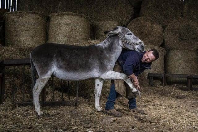Farrier Mark Armstrong works on Mark Ineson's Blackpool Beach donkeys, who are preparing for their summer season. Picture: Tony Johnson