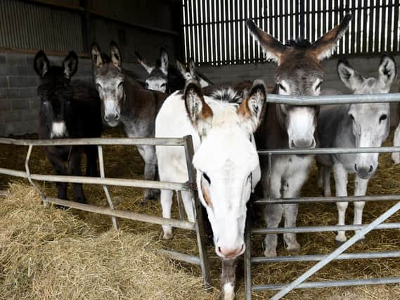 Blackpool's donkeys on their Yorkshire farm, getting ready to receive a haircut ahead of the start of their summer season.