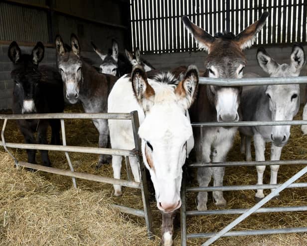 Blackpool's donkeys on their Yorkshire farm, getting ready to receive a haircut ahead of the start of their summer season.
