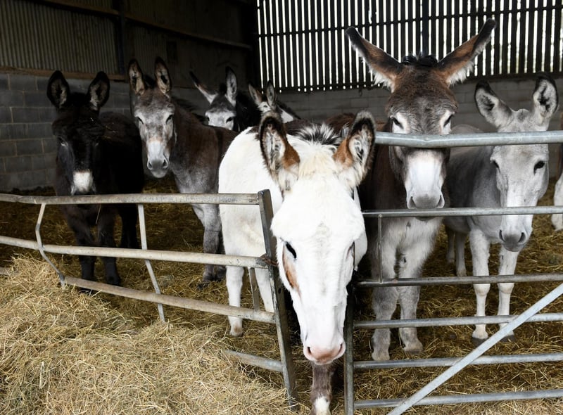 Blackpool's donkeys on their Yorkshire farm, getting ready to receive a haircut ahead of the start of their summer season.