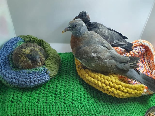 Unfairly Maligned Pigeons Get Top Quality Treatment In Hand Knitted Nests At South Shore Wildlife Rescue Blackpool Gazette
