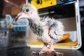 The humble pigeon gets the five star treatment at Brambles Wildlife Rescue. Picture by Kelvin Stuttard