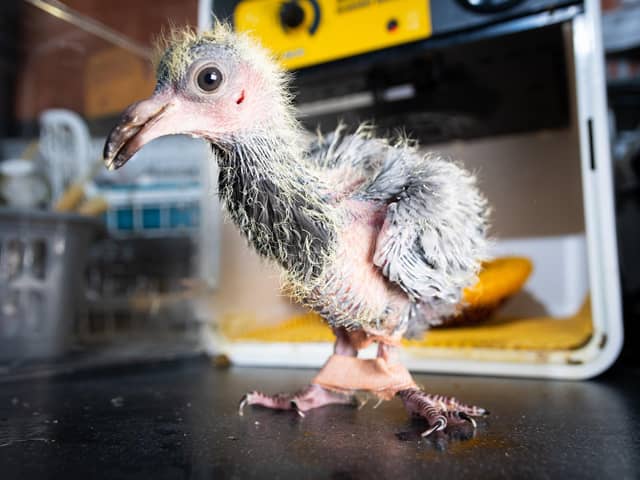 The humble pigeon gets the five star treatment at Brambles Wildlife Rescue. Picture by Kelvin Stuttard