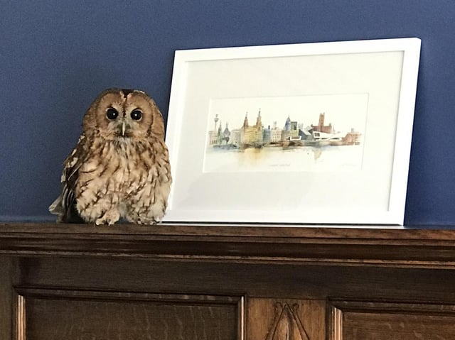 The tawny owl checks out its new surroundings