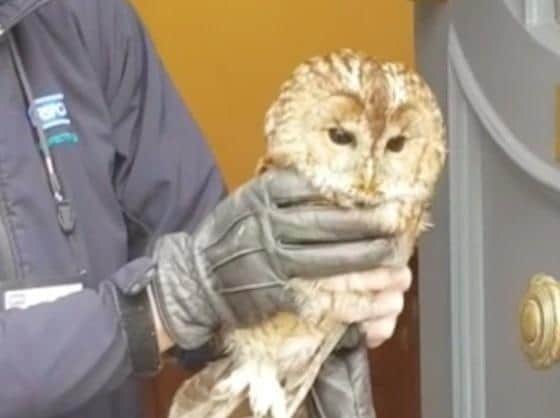 The owl is removed by the RSPCA