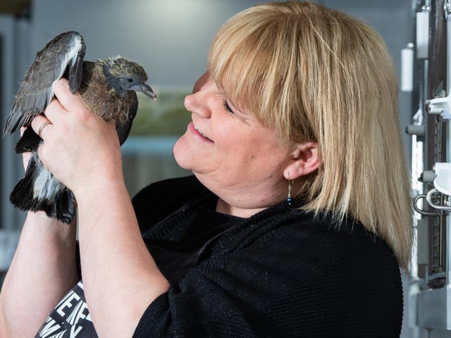 Pigeon rescue