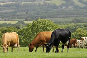 Cows grazing