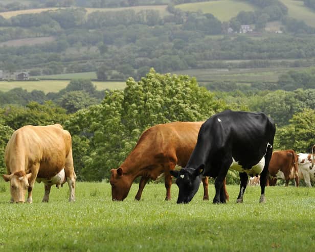 Cows grazing