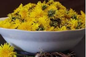 Dandelion