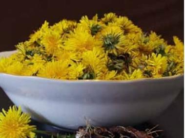 Dandelion