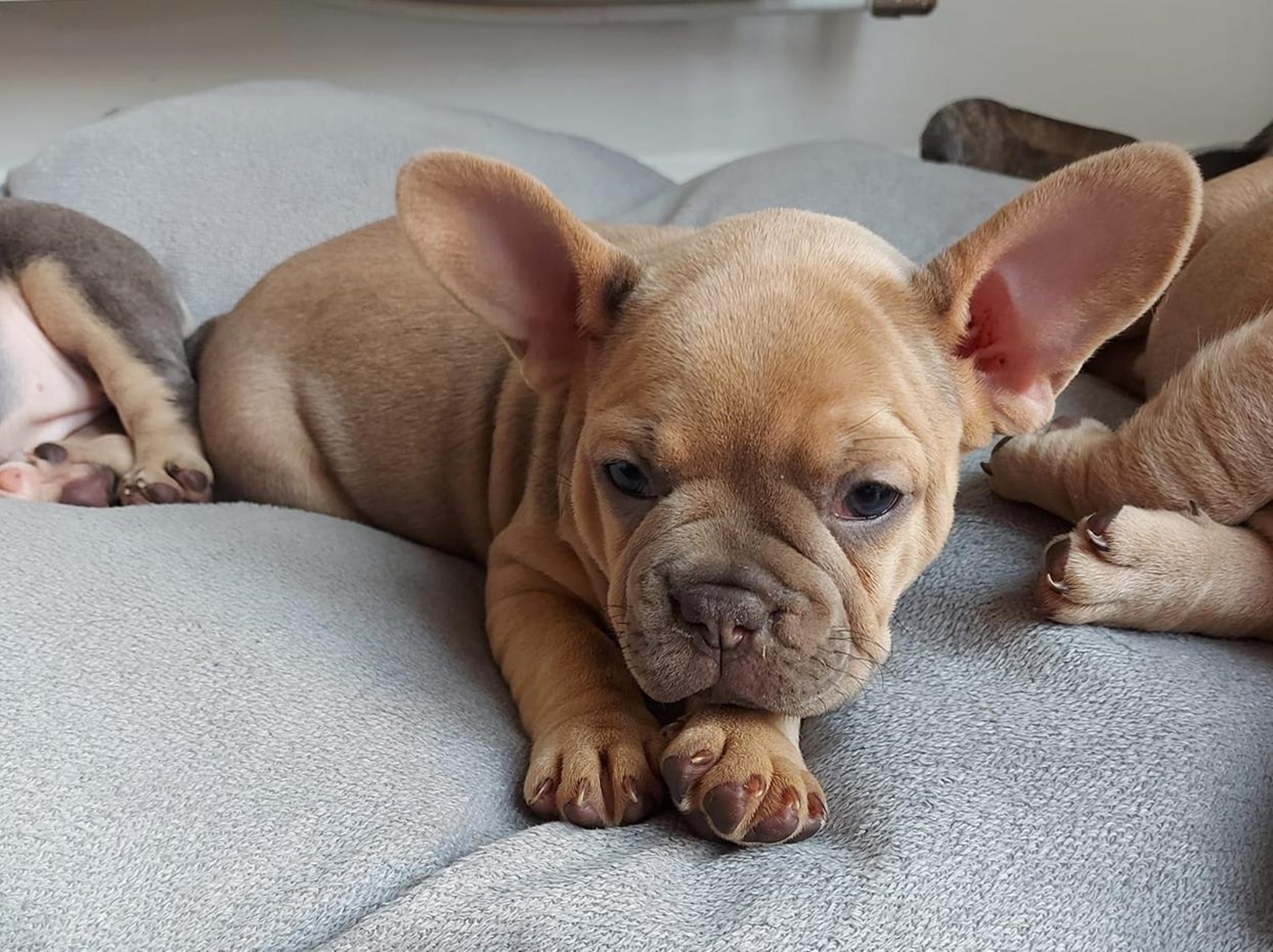 French Bulldog Puppies Payment Plan / Royal Canin Breed