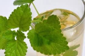 Lemon Balm