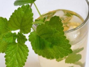 Lemon Balm