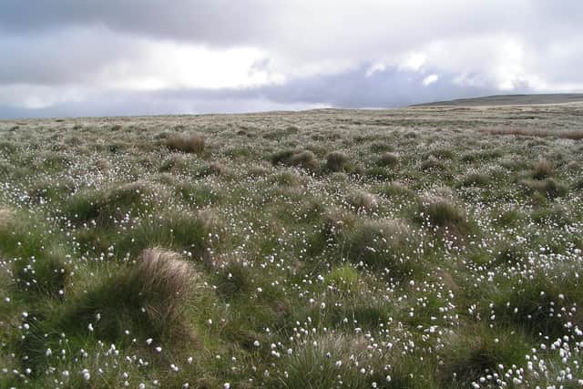 Cotton grass on Rivington Moor’s upland peatland Photo: Rich Burkmarr
