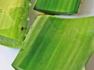 Aloe