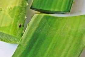 Aloe