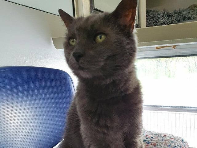 Pet of the week - Smokey