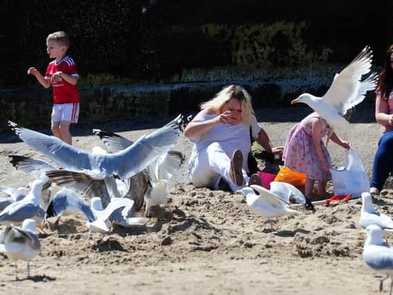 Blackpool seagulls have been ranked the worst in the country for food-stealing