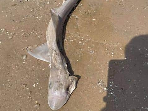 Mum Jenny Fowler said her children spotted seagulls frantically feasting on 'something' on the beach. As they got closer, the gulls took off, revealing a small, partly-eaten baby shark around 40 inches long. Pic: Jenny Fowler