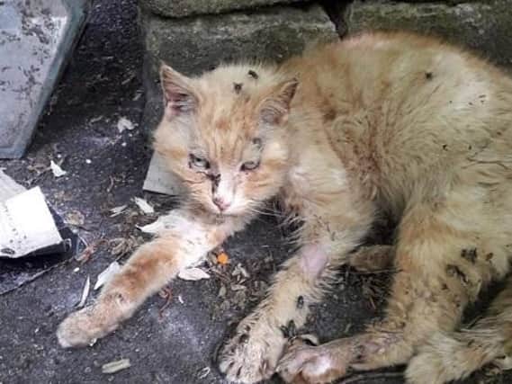 Sonny was found in a terrible condition. Picture by Tender Paws
