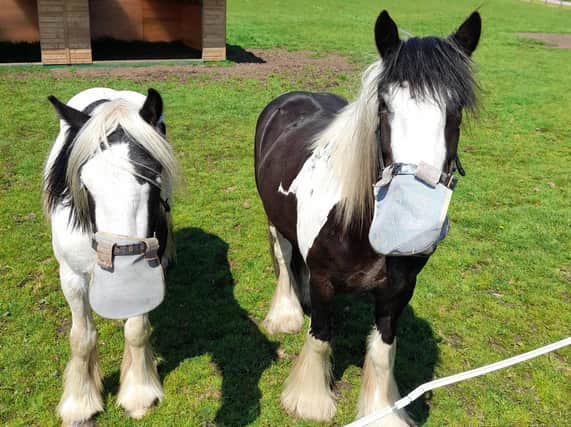Penny Farm's residents keeping safe in their own face masks - though these ones aren't to protect against coronavirus! Picture by World Horse Welfare