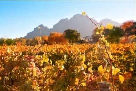 Autumn leaves on the vines in the vineyards at Boschendal, South Africa