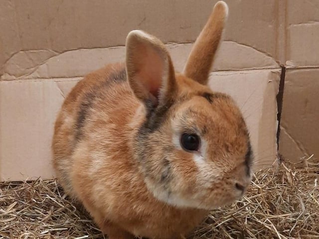 Simba - pet of the week