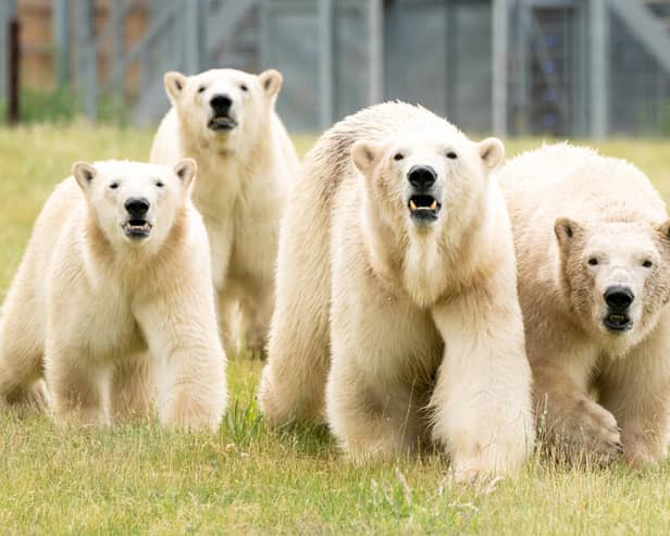 Polar bear Flocke (second right) and her three cubs Tala (left), Yuma (second left) and Indiana (right) in the second Project Polar reserve at Yorkshire Wildlife Park in Cantley, near Doncaster