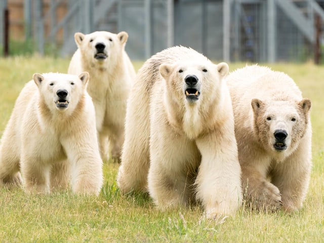 Polar bear Flocke (second right) and her three cubs Tala (left), Yuma (second left) and Indiana (right) in the second Project Polar reserve at Yorkshire Wildlife Park in Cantley, near Doncaster