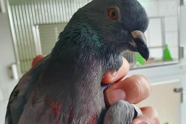Jazz the pigeon had been painted in pink nail varnish. Picture: Brambles Wildlife Rescue