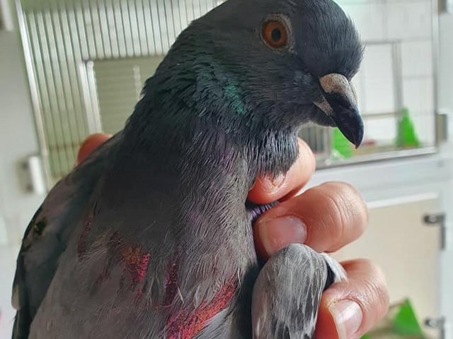 Jazz the pigeon had been painted in pink nail varnish. Picture: Brambles Wildlife Rescue