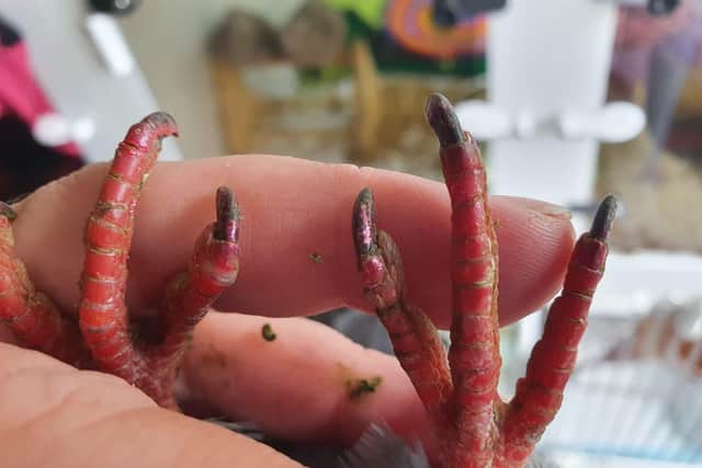 The birds claws had also been painted pink. Picture: Brambles Wildlife Rescue