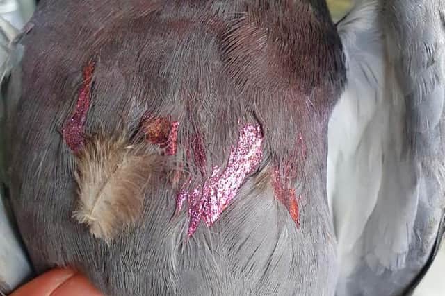 "Love" had been painted on the pigeon's breast feathers in pink nail varnish. Picture: Brambles Wildlife Rescue