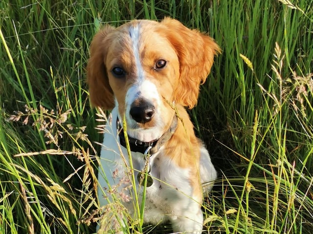 Cocker spaniel puppy Cooper who contracted parvovirus, for which he was successfully treated.