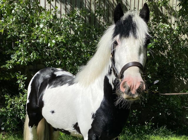 Moses following his recovery