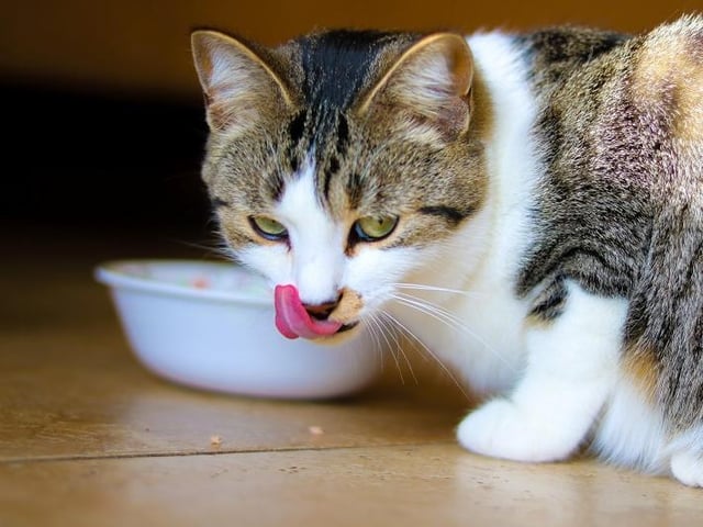 Cat owners are advised to seek immediate advice from a vet if their pet is unwell