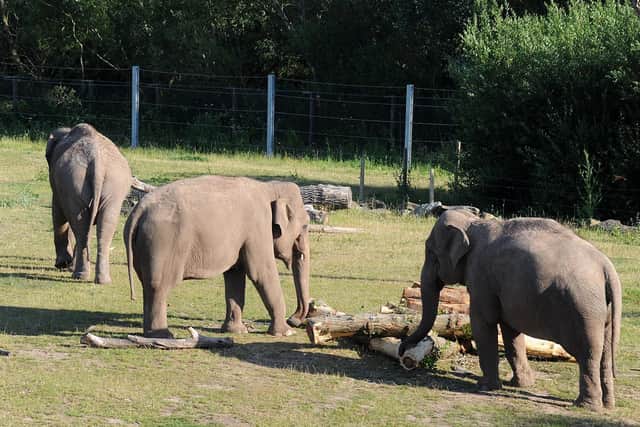 Blackpool Zoo's elephants